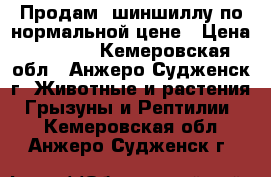 Продам  шиншиллу по нормальной цене › Цена ­ 2 500 - Кемеровская обл., Анжеро-Судженск г. Животные и растения » Грызуны и Рептилии   . Кемеровская обл.,Анжеро-Судженск г.